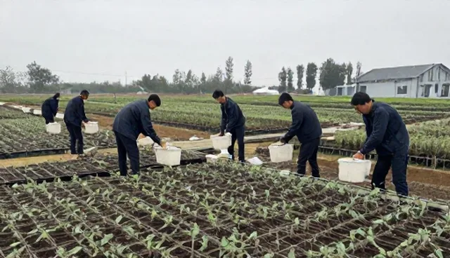 冷链物流中优质种苗的保鲜误区解析