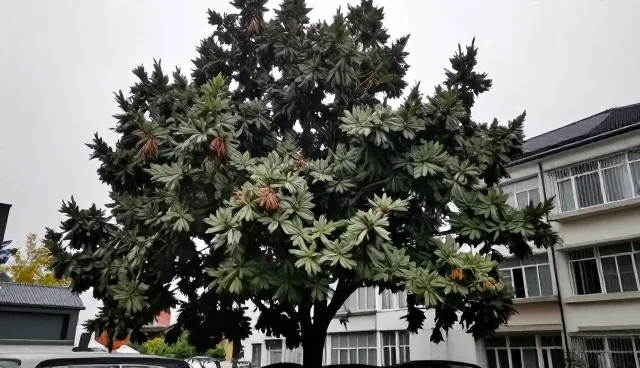 慢病随访中的个性化健康方案应用与维护要点