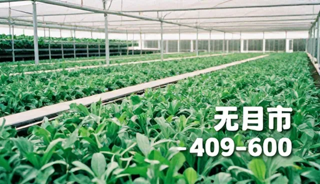 促销服饰售后性能优化的常见问题及处理策略