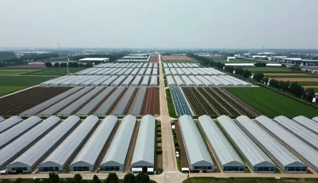 混合种植中的栽培管理要点及选择策略