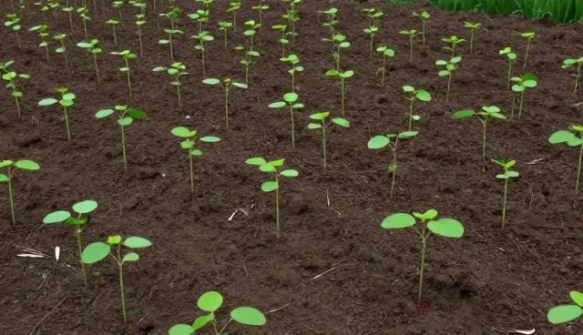 种苗选择中的质量控制：猕猴桃种植的关键环节