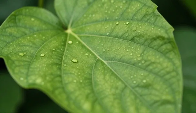 系统效率提升中的技术咨询与化方案应用分析
