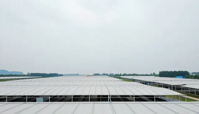 信息咨询在复杂环境下的性能表现与适用场景分析