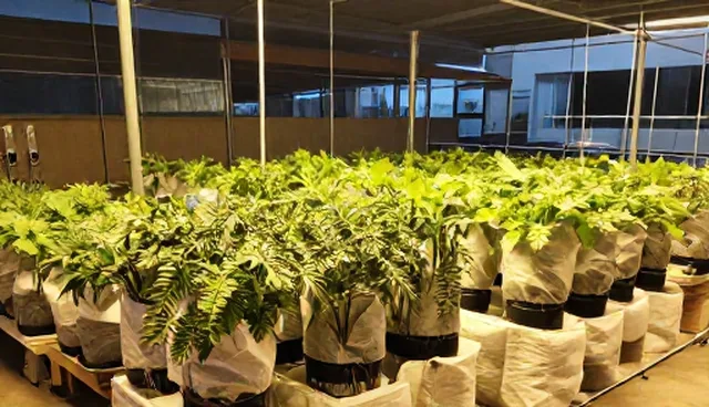 地区差异下的种苗包使用与维护建议
