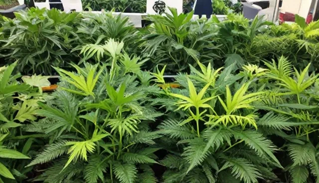 核对清单：种苗供应应用场景的关键检查点