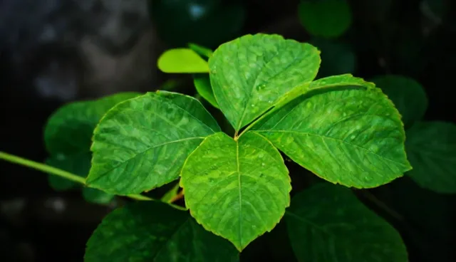 企业如何选择合适的网站维护服务