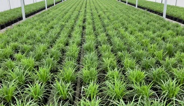 农户在使用土壤检测服务时如何获取种植技术指导