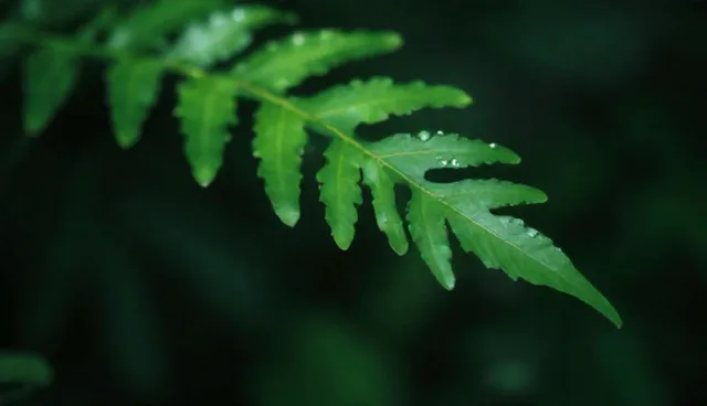 如何通过回访提升应用场景中的服务反馈效率