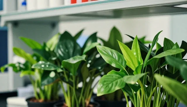 搜索引擎优化在不同行业网站维护中的实际应用分析