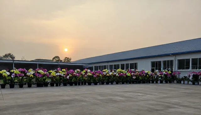 植物选择在绿化养护中的关键作用与实施建议