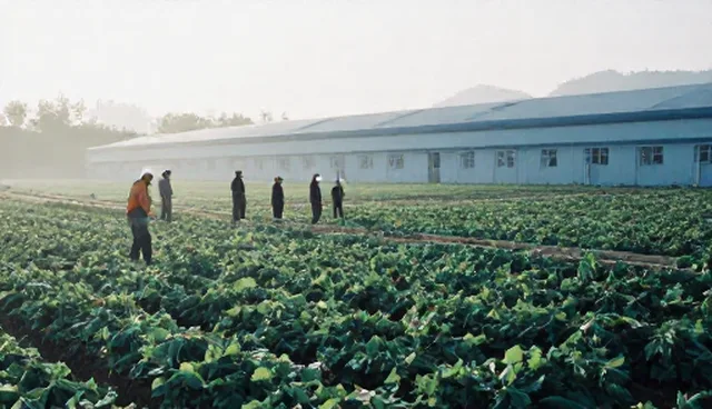 提升种植技术指导运营效率的实用建议