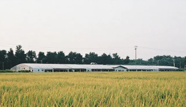 内容分发系统性能优化与适用场景深度解析
