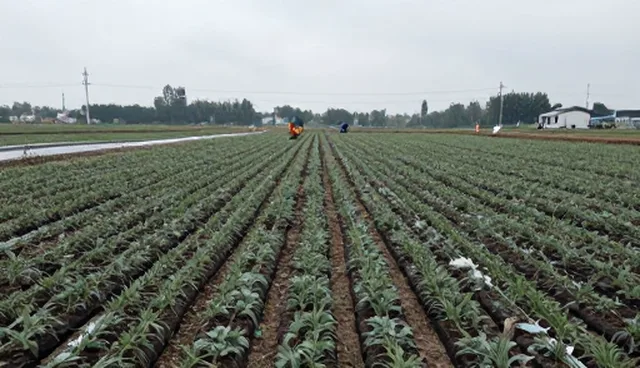 种苗供应全流程跟进中的基地合作适用情况与限制