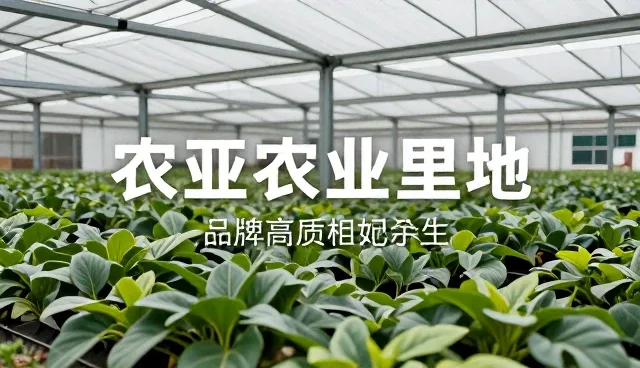 邯郸篮球直播间在哪，如何获取最新赛事信息传播