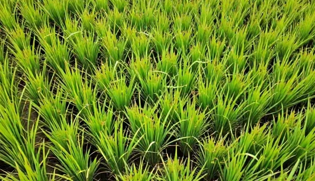 种苗供应选择中的基地合作关键要素分析