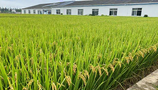 园林绿化种苗选型中的误区澄清与关注点分析