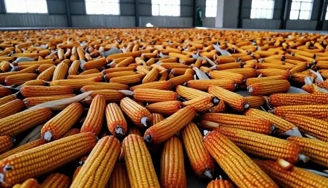 玉米种植中病虫害防治的两种策略对比
