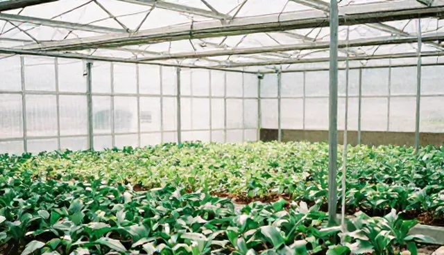 如何选择合适的种植套餐？