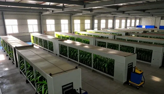 包装箱品种选择对高产玉米种苗运输的现实影响