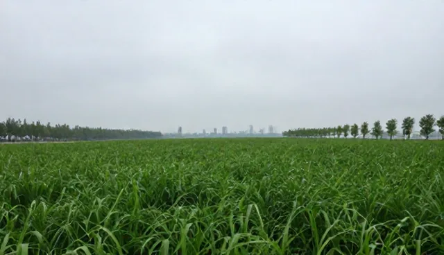 运维效率提升的关键因素：资源分配策略