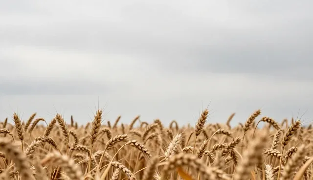 协会网站建设 粮食运输服务中的玉米质量保障