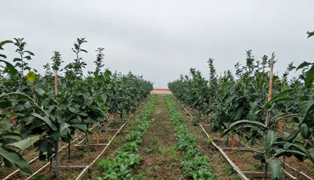种苗供应中的播种与移栽环节分析
