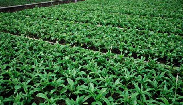 种植技术指导中土壤管理的两个关键环节