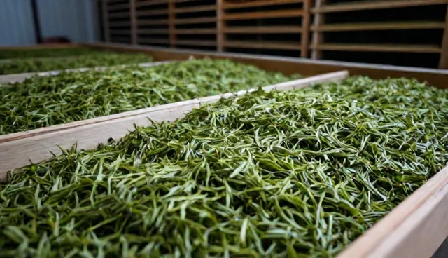 茶叶加工中的原料处理与成品包装环节解析