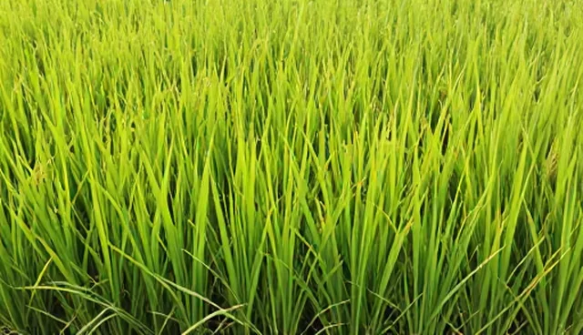 高产水稻种苗在农业智能化中的实际应用分析