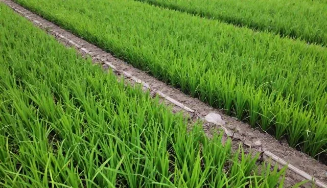农机作业中种植技术指导常见问题及应对策略