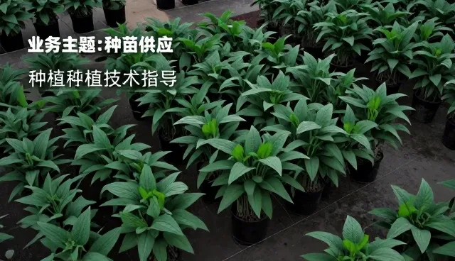 土壤条件对团队资源配置的影响与应对策略