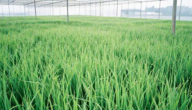 种植技术检查要点解析：常见问题与处理方法