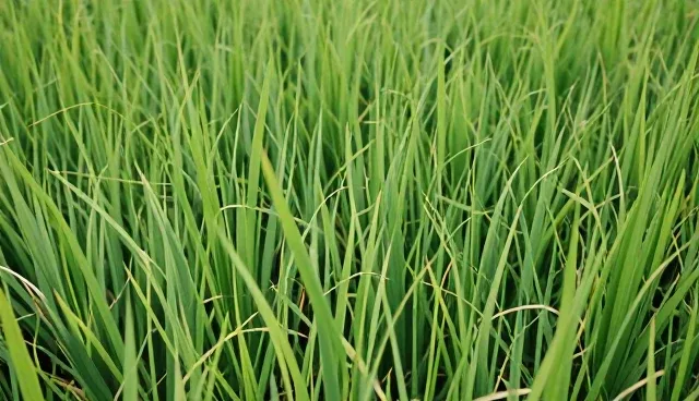 水稻种苗性能对种植条件的影响与适应性分析