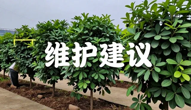 农机在种植技术指导中的实际应用场景分析
