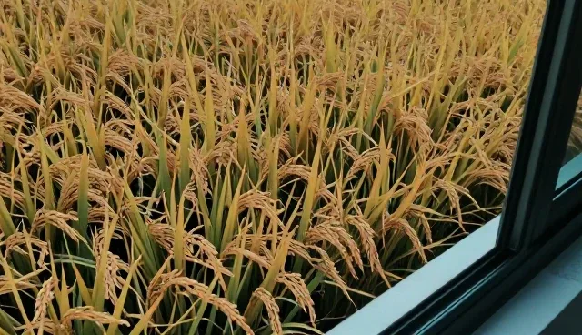 优质水稻种植中的关键农业技术应用与维护要点