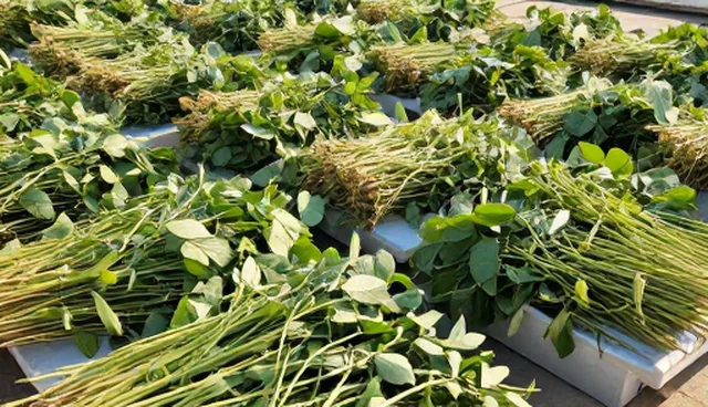 种苗供应行业如何应对种植效率提升的挑战