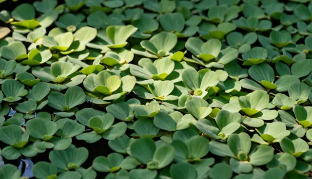 水生植物在不同水质条件下的性能表现分析