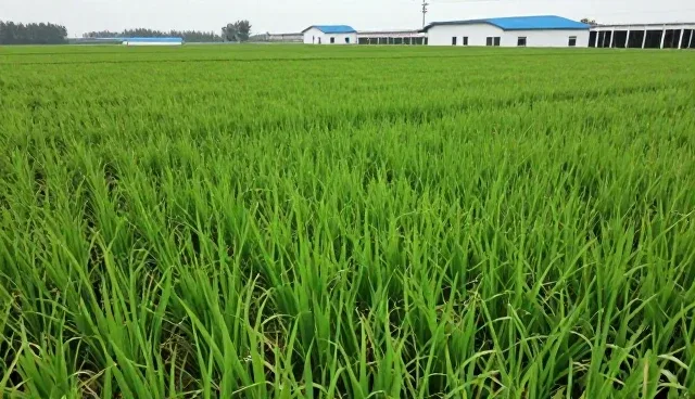 农产品收购在农业技术升级中的关键作用