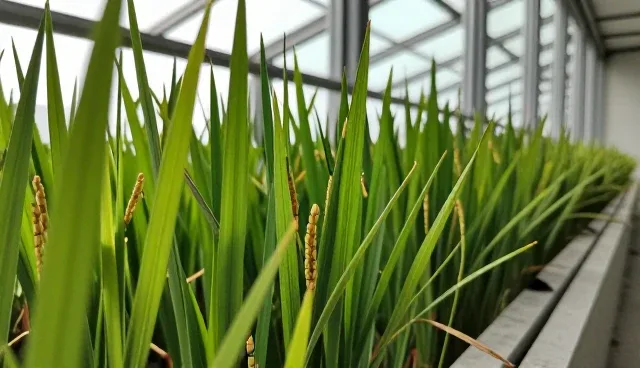 种植管理技术更新对适用条件的影响与趋势