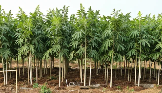 树体营养管理对种苗供应质量的影响与发展趋势