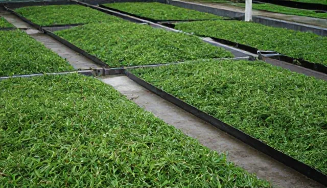 茶叶加工中的温度控制难点及应对策略