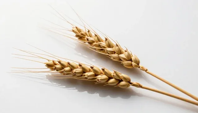 粮食收购服务如何有效支撑区域粮食安全