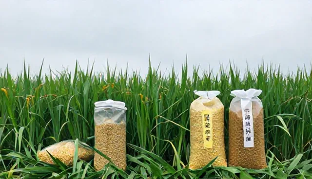 粮油加工检测中温度波动的检查要点分析