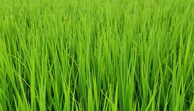 水稻种苗选型中种植效率的关键考量
