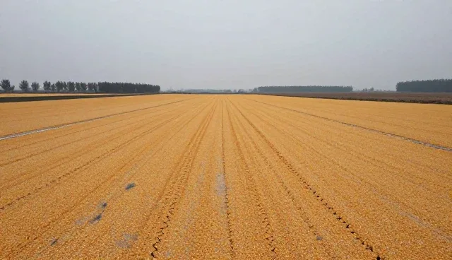 如何选择种苗供应模式：本地化与区域化对比