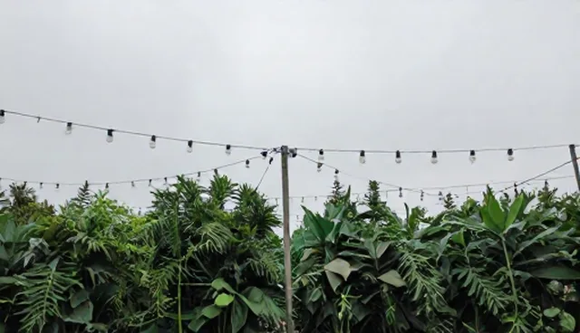 效率提升：种苗供应操作规范分析