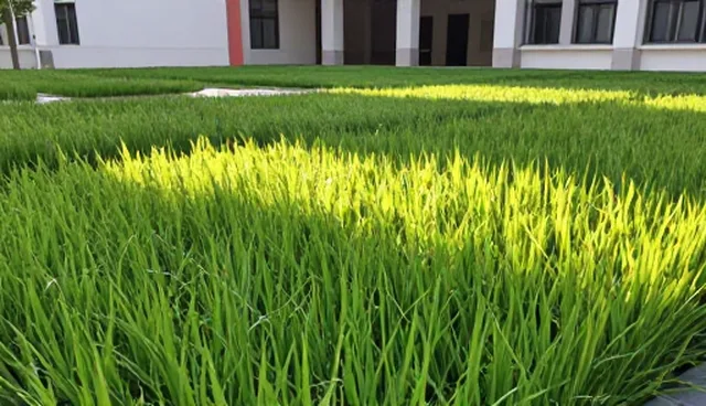 种苗供应中农机选型与使用建议
