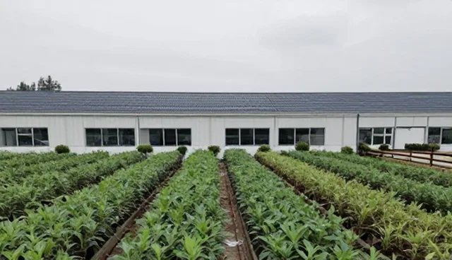 基地合作如何推动种苗供应体系的转型升级