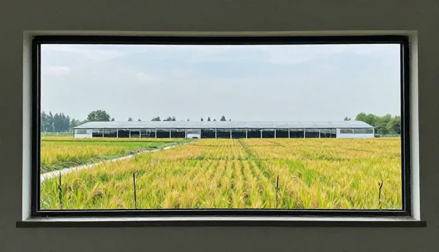 技术咨询在业务发展趋势中的关键作用
