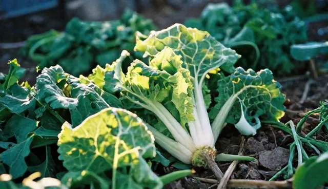 有机蔬菜种植需核对哪些关键管理事项
